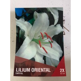 S.BOLBO SAQUETA LILIUS ORIENTAIS 2B