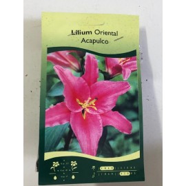 S.BOLBO SAQUETA LILIUS ORIENTAIS 2B