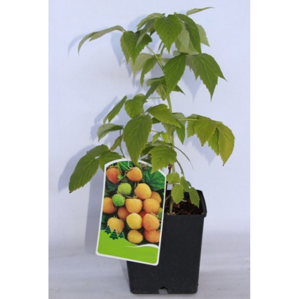 S.ARVORE FRUTO -FRAMBOESA AMARELA