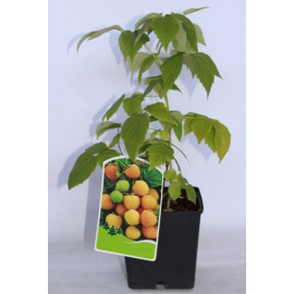 S.ARVORE FRUTO -FRAMBOESA AMARELA