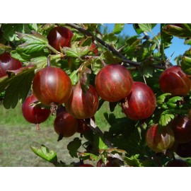 S.ARVORE FRUTO -UVA CRISPA VERMELHA