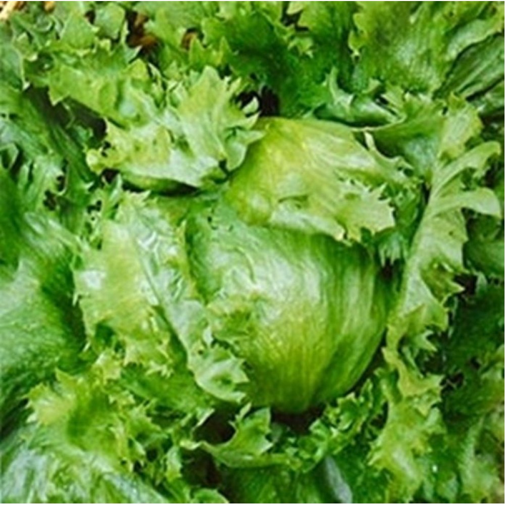 S.ALFACE ALEIXO ICEBERG     -CARTEIRA