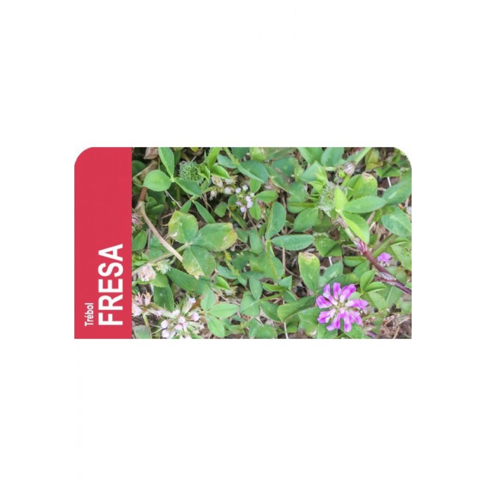 SEMENTE TREVO MORANGO FRAGIFERUM PALESTINE -SC 5 KILOS
