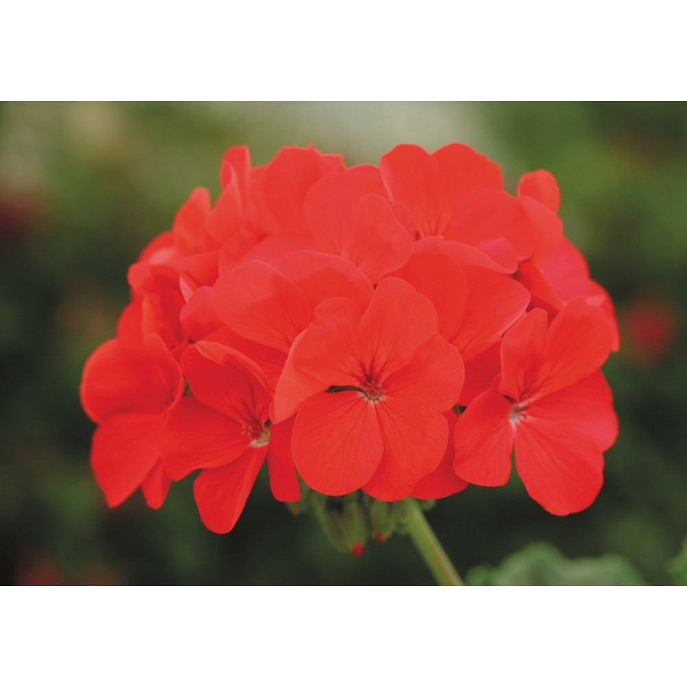 SEMENTES DE FLORES MILLIFLORA  PELARGONIUM HORTORUM HORIZON DEEP RED (VERMELHO)- 1000 SEMENTES
