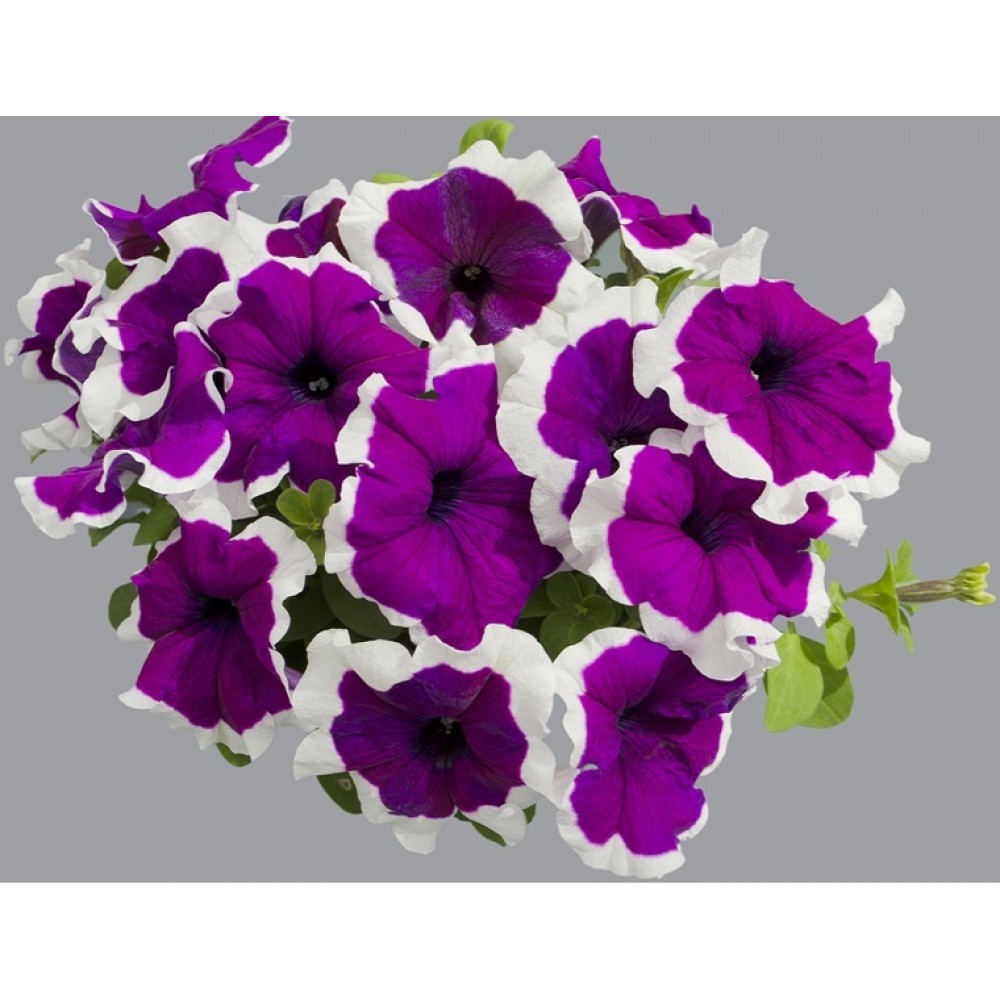 SEMENTES DE FLORES MILLIFLORA PETUNIAS GRANDIFLORA LIMBO *GP* VIOLET PICOTEE (VIOLETA PICOTEE) - 2000 SEMENTES