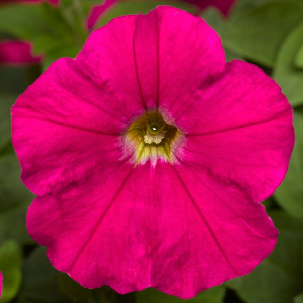 SEMENTES DE FLORES MILLIFLORA PETUNIAS  PICOBELLA CARMINE ( CARMIM ) - 1000 SEMENTES