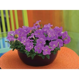 SEMENTES DE FLORES MILLIFLORA PETUNIAS  PICOBELLA LAVANDER(LAVANDA) - 1000 SEMENTES