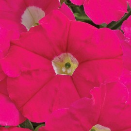 SEMENTES DE FLORES MILLIFLORA PETUNIAS  PICOBELLA ROSE ( ROSA) - 3000 SEMENTES