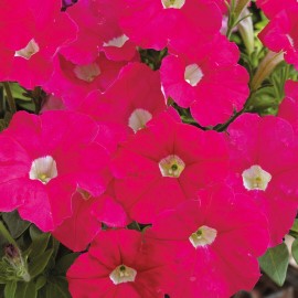 SEMENTES DE FLORES MILLIFLORA PETUNIAS  PICOBELLA ROSE ( ROSA) - 1000 SEMENTES