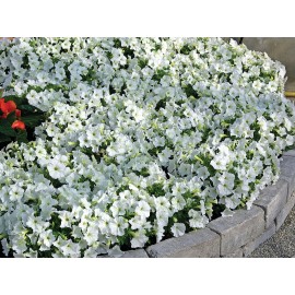 SEMENTES DE FLORES MILLIFLORA PETUNIAS  PICOBELLA WHITE (BRANCO ) - 1000 SEMENTES