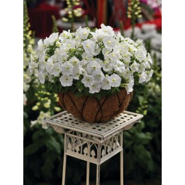 SEMENTES DE FLORES MILLIFLORA PETUNIAS  PICOBELLA WHITE (BRANCO ) - 1000 SEMENTES