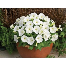 SEMENTES DE FLORES MILLIFLORA PETUNIAS  PICOBELLA WHITE (BRANCO ) - 1000 SEMENTES