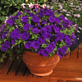 SEMENTES DE FLORES MILLIFLORA PETUNIAS  PICOBELLA BLUE ( AZUL) - 1000 SEMENTES