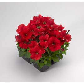 SEMENTES DE FLORES MILLIFLORA PETUNIAS PICOBELLA RED (VERMELHO ) - 1000 SEMENTES