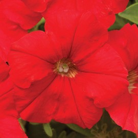 SEMENTES DE FLORES MILLIFLORA PETUNIAS PICOBELLA RED (VERMELHO ) - 1000 SEMENTES