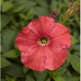 SEMENTES DE FLORES MILLIFLORA PETUNIAS  PICOBELLA SALMON ( SALMÃO) - 1000 SEMENTES