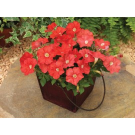 SEMENTES DE FLORES MILLIFLORA PETUNIAS  PICOBELLA SALMON ( SALMÃO) - 1000 SEMENTES