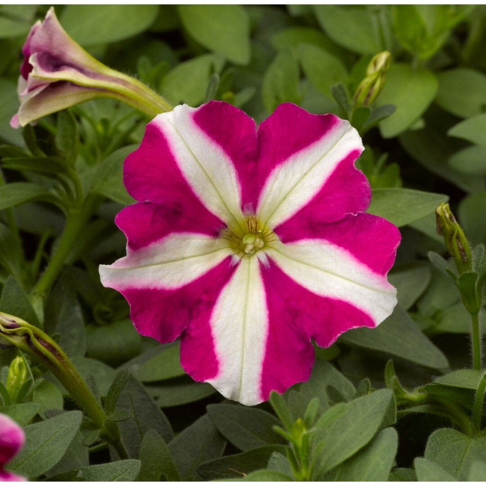 SEMENTES DE FLORES MILLIFLORA PETUNIAS  PICOBELLA ROSE STAR (ESTRELA DE ROSA ) - 1000 SEMENTES