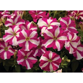 SEMENTES DE FLORES MILLIFLORA PETUNIAS  PICOBELLA ROSE STAR (ESTRELA DE ROSA ) - 1000 SEMENTES