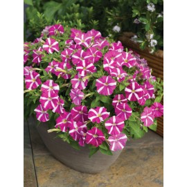 SEMENTES DE FLORES MILLIFLORA PETUNIAS  PICOBELLA ROSE STAR (ESTRELA DE ROSA ) - 1000 SEMENTES
