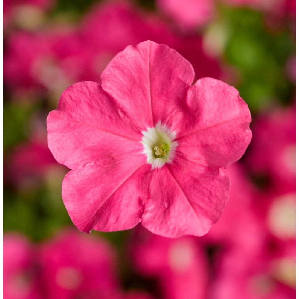 SEMENTES DE FLORES MILLIFLORA PETUNIAS  PICOBELLA PINK ( ROSA) - 1000 SEMENTES