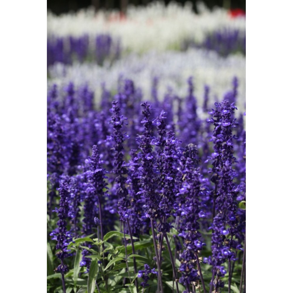 SEMENTES DE FLORES MILLIFLORA  SALVIA FARINACEA VICTORIA BLUE (AZUL) - 1000 SEMENTES