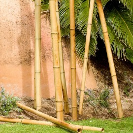 TUTOR DE BAMBOO DECORATIVO COR NATURAL Ø8,5cm x2,4m