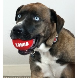 KONG BRINQUEDO PARA CÃES SIGNATURE SPORT BALL PACK 3 (S)
