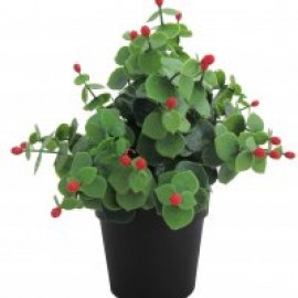 VASO SEMPRE VERDE PIANTINE - GAULTHERIA -9,5 X 25