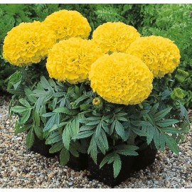 SEMENTES DE FLORES MILLIFLORA TAGETES ERECTA ANTIGUA YELLOW (AMARELO) - 4000 SEMENTES