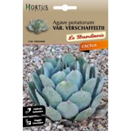 S.CACTUS AGAVE POTATORUM VAR. VERSCHAFFELTII HORTUS