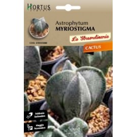 S.CACTUS ASTROPHYTUM MYRIOSTIGMA HORTUS