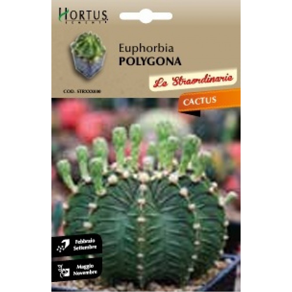 S.CACTUS EUPHORBIA POLYGONA HORTUS