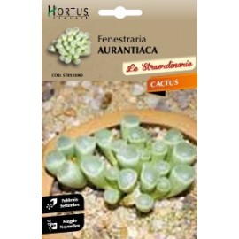 S.CACTUS FENESTRARIA AURANTIACA HORTUS
