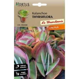 S.CACTUS KALANCHOE THYRSIFLORA HORTUS