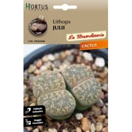 S.CACTUS LITHOPS JULII HORTUS