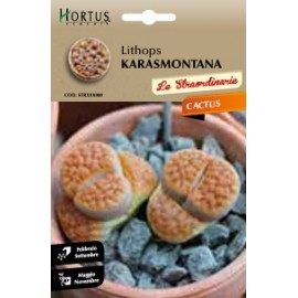 S.CACTUS LITHOPS KARASMONTANA HORTUS