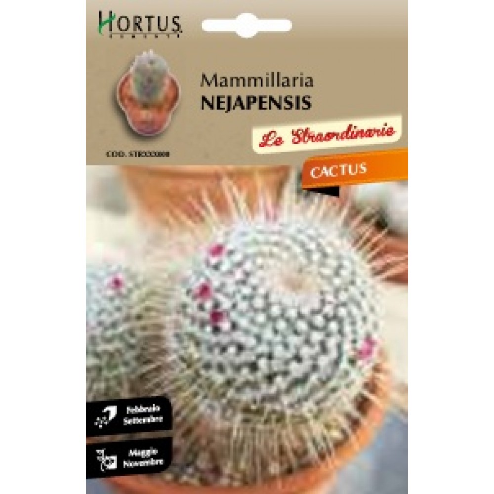 S.CACTUS MAMMILLARIA NEJAPENSIS HORTUS