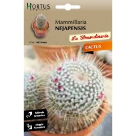S.CACTUS MAMMILLARIA NEJAPENSIS HORTUS