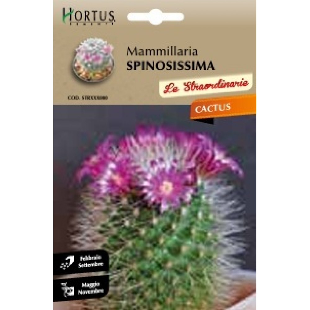 S.CACTUS MAMMILLARIA SPINOSISSIMA HORTUS