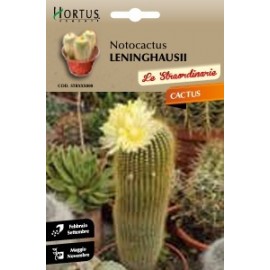 S.CACTUS NOTOCACTUS LENINGHAUSSI HORTUS