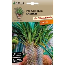 S.CACTUS PACHYPODIUM LAMEREI HORTUS
