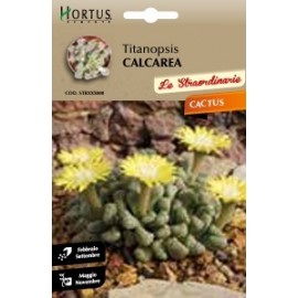 S.CACTUS TITANOPSIS CALCAREA HORTUS