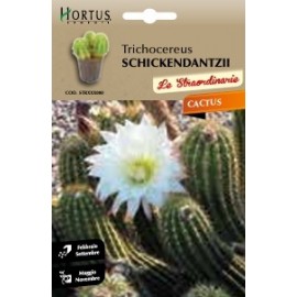 S.CACTUS TRICHOCEREUS SCHICKENDANTZII HORTUS