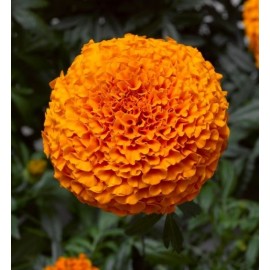 SEMENTES DE FLORES MILLIFLORA TAGETES ERECTA INCA 2 DEEP ORANGE (LARANJA) - 4000 SEMENTES