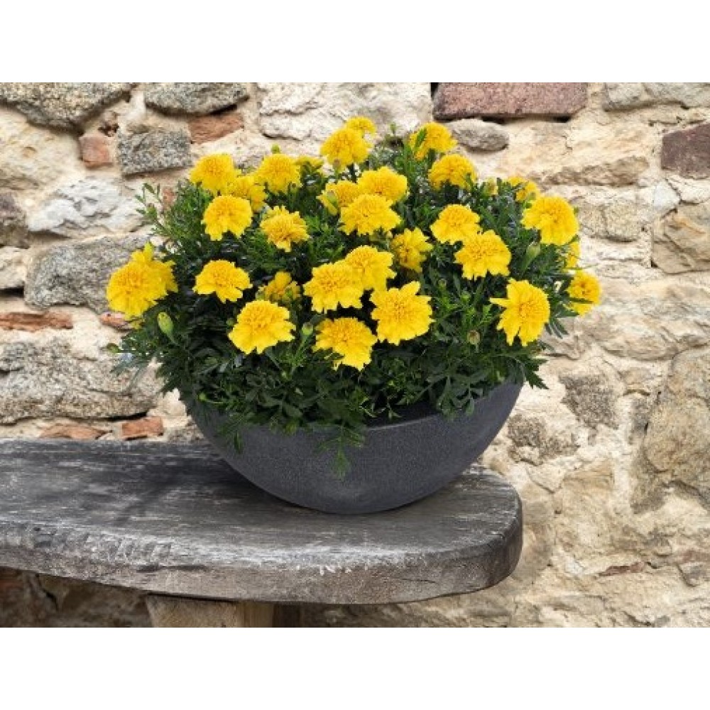 SEMENTES DE FLORES MILLIFLORA TAGETES PATULA SUPER HERO DEEP YELLOW (AMARELO) - 1000 SEMENTES