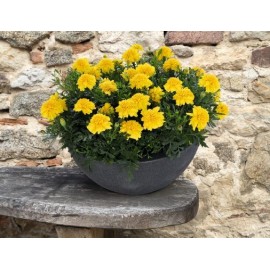 SEMENTES DE FLORES MILLIFLORA TAGETES PATULA SUPER HERO DEEP YELLOW (AMARELO) - 1000 SEMENTES