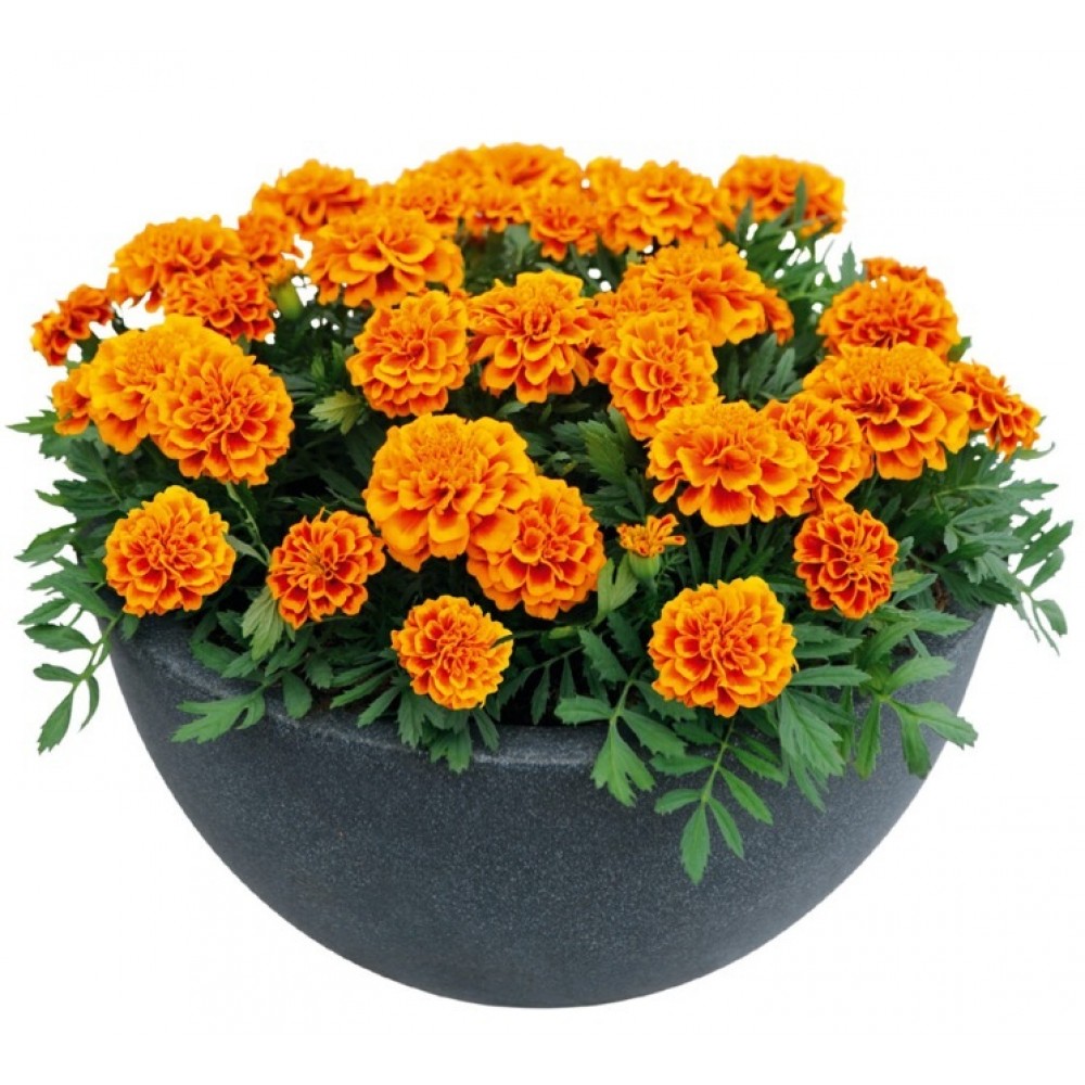 SEMENTES DE FLORES MILLIFLORA TAGETES PATULA SUPER HERO ORANGE FLAME (LARANJA) - 1000 SEMENTES