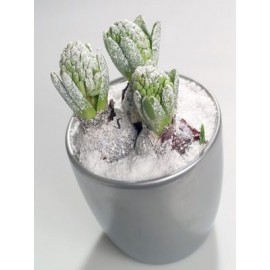 NEVE INSTANTANEA - 150ML