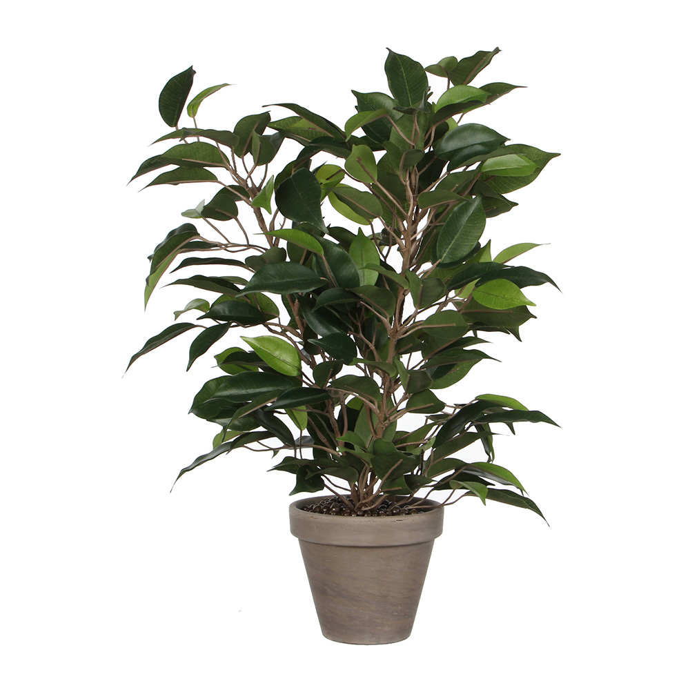 FICUS NATASJA PVC COM VASO
